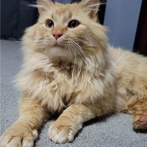 Meet your Posher, Voy